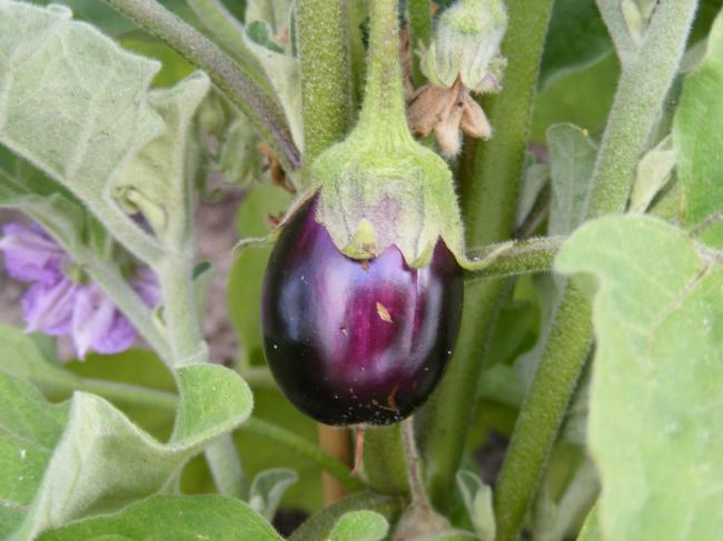 bloemen-02730611341494358.JPG