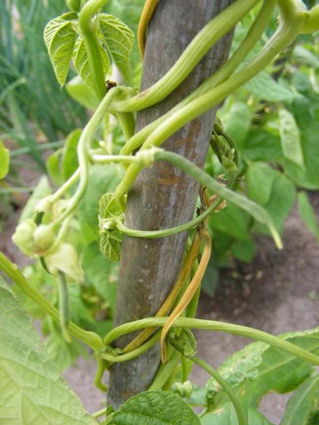 bloemen-02885411341517910.JPG