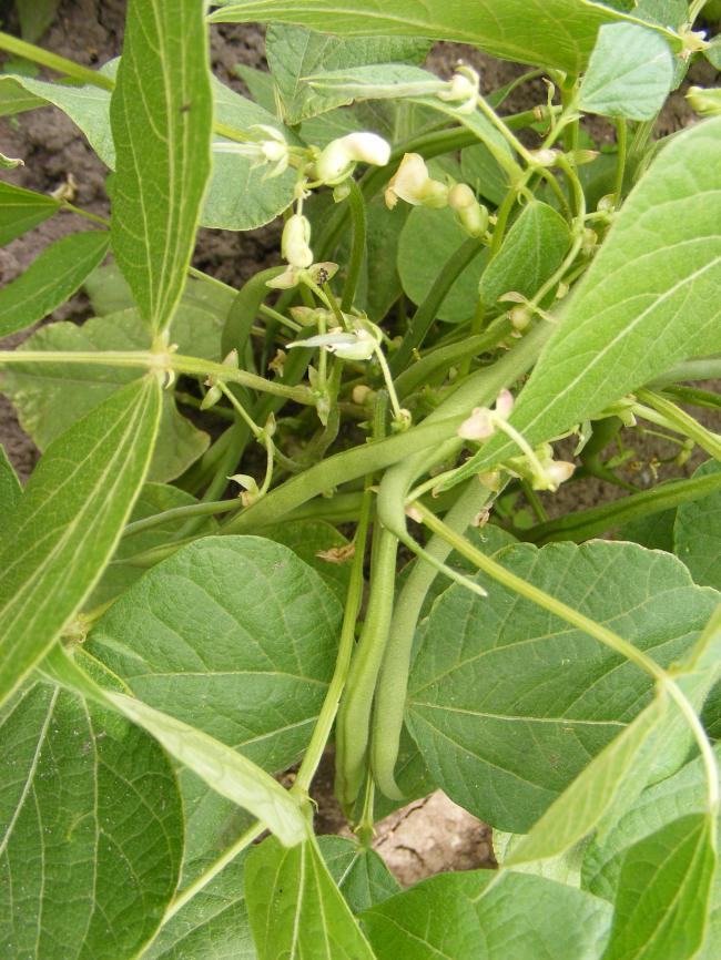 bloemen-05150911341517974.JPG