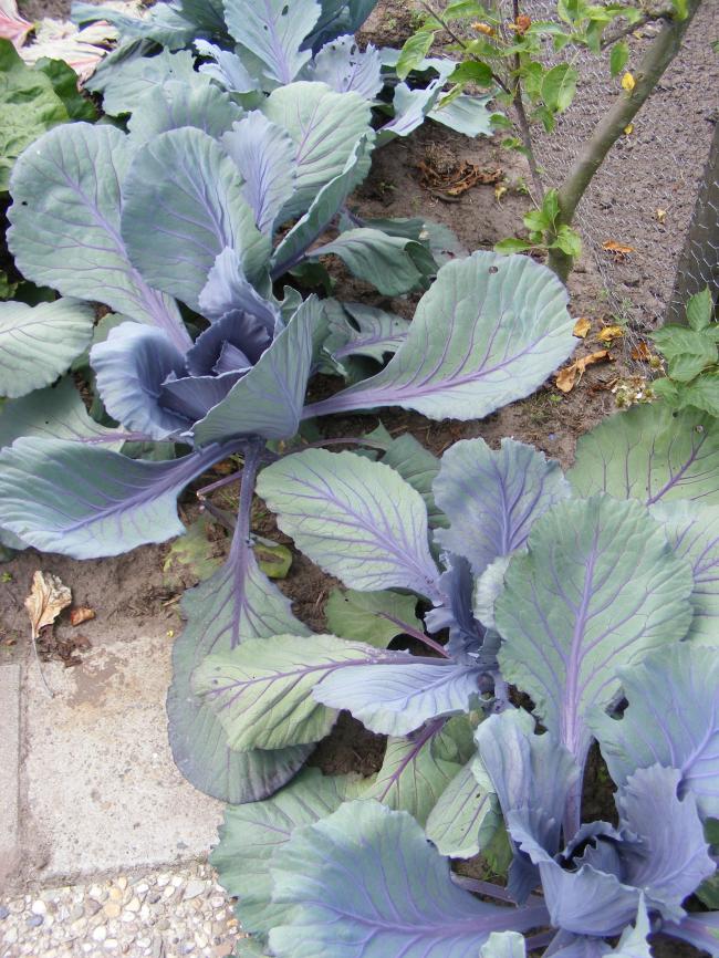 bloemen-05868201341432964.JPG