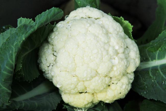 bloemkool29261341689816.jpg