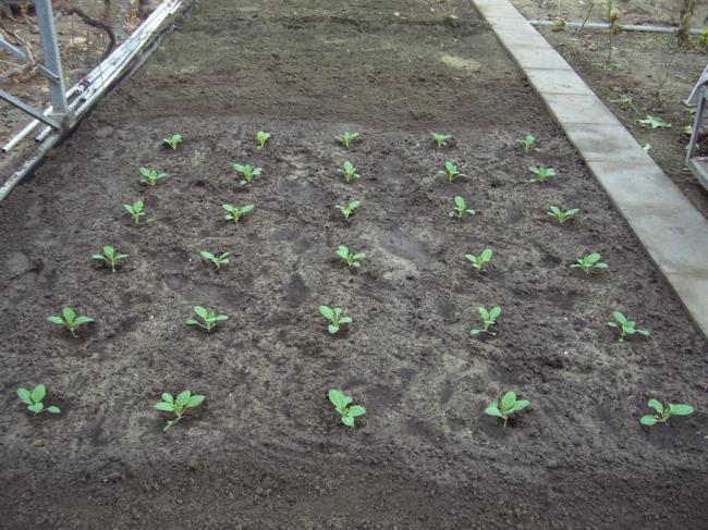 bloemkool29371355828475.JPG