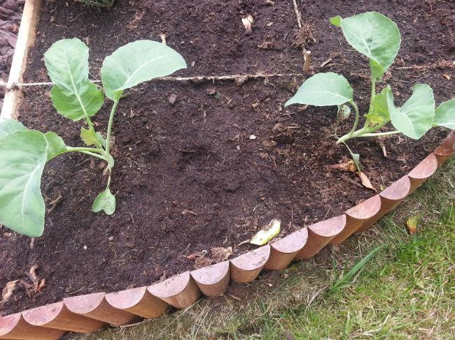 bloemkool30831403092983.jpg