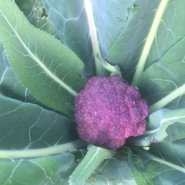 bloemkool38611478598029.jpg
