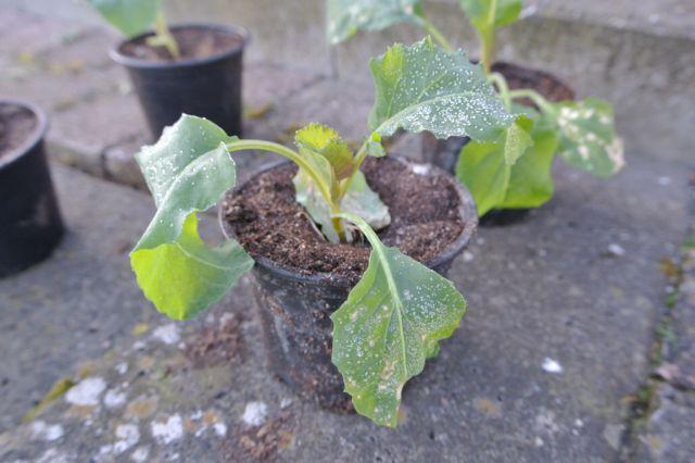 bloemkoolplantje12641333261453.jpg