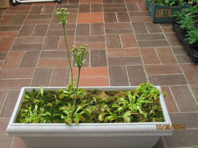 blommen284881433932786.JPG