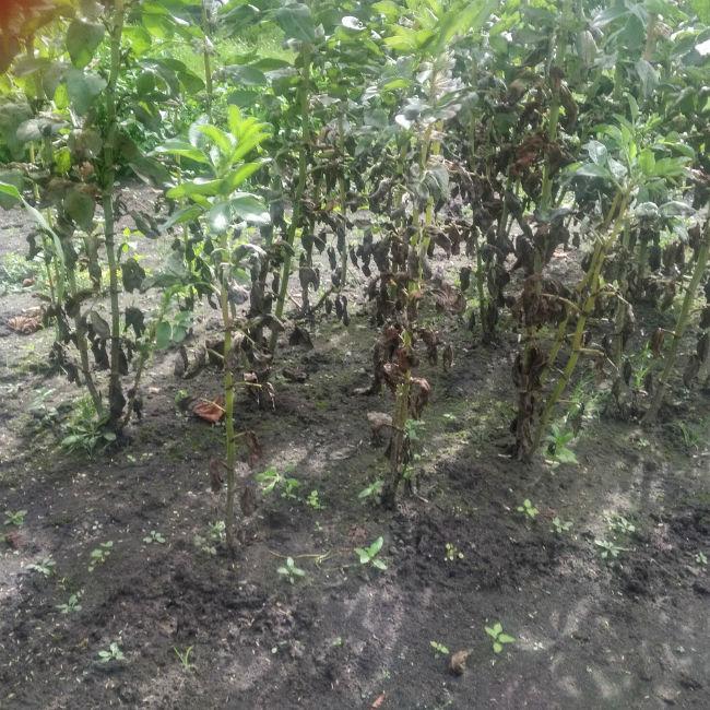 bonen467681503138647.jpg