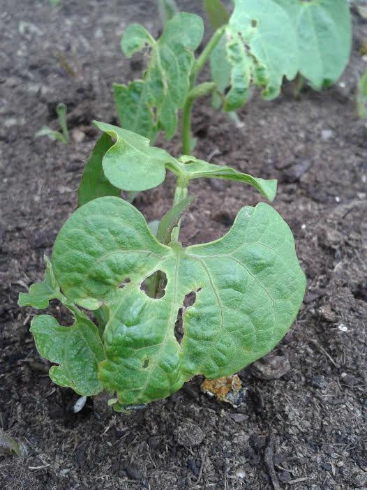 bonenplantje178821433266650.jpg