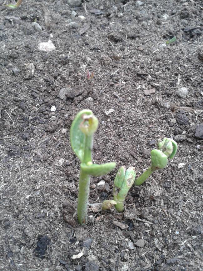 bonenplantje217201433266818.jpg