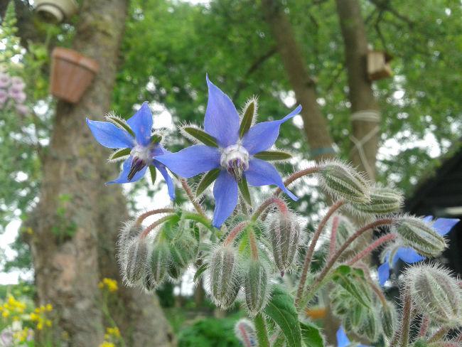 borage-meo62431400847229.jpg