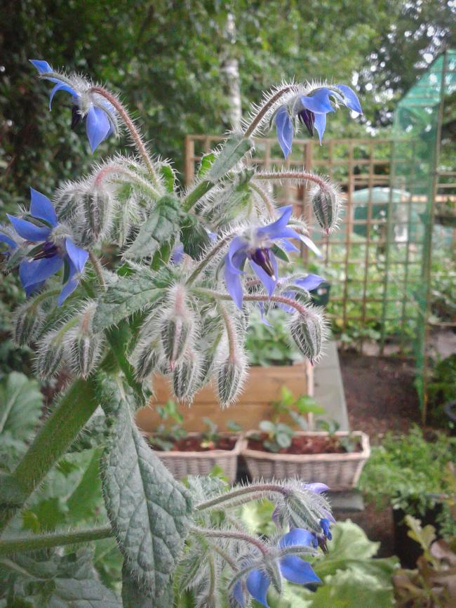 borage24-653981372087392.jpg