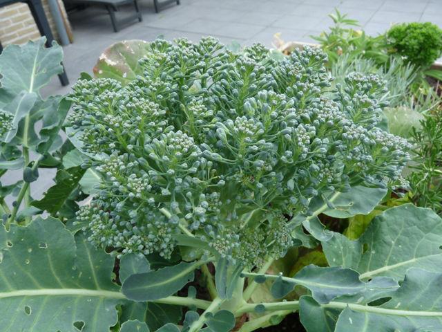 broc52851468494972.JPG