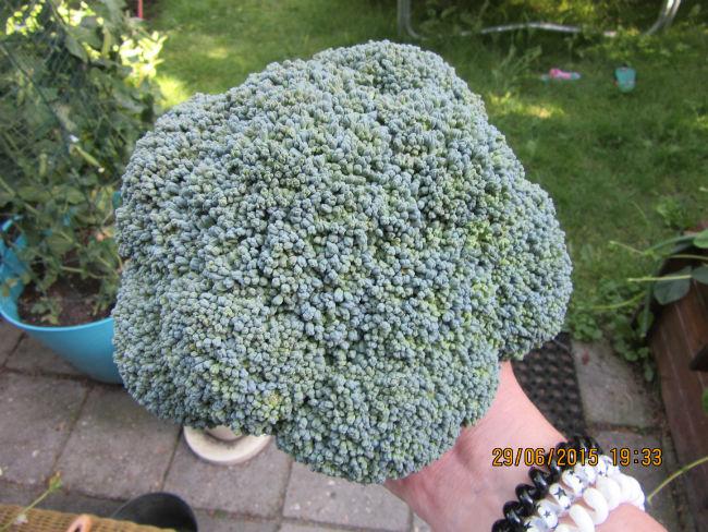 broccoli-00322551435595858.JPG