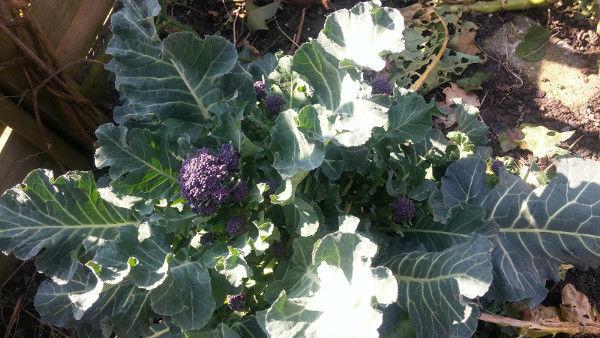 broccoli196301490366908.jpg