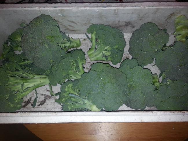 broccoli54791373092331.jpg