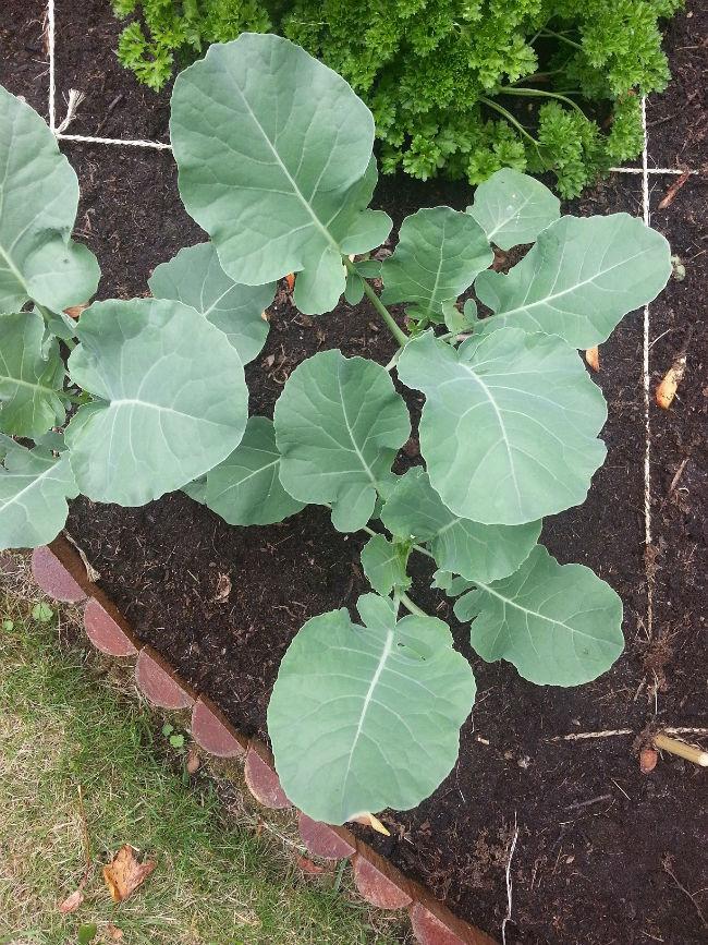 broccoli95951403092992.jpg