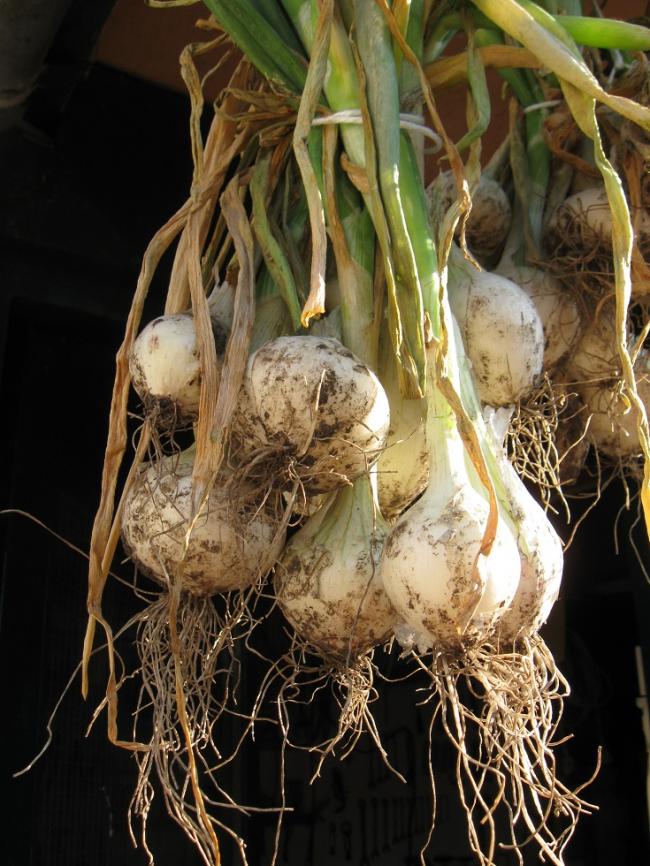 broccolinine-uitjes-00564511340993970.JPG