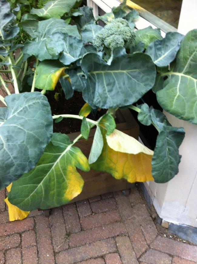 brocolli130221373620385.JPG