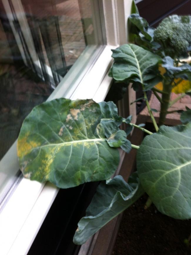 brocolli212631373620445.JPG