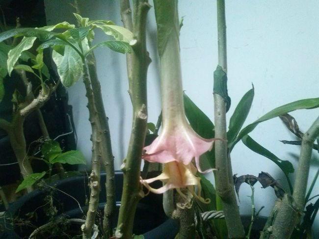 brugmansia45891430601998.jpg