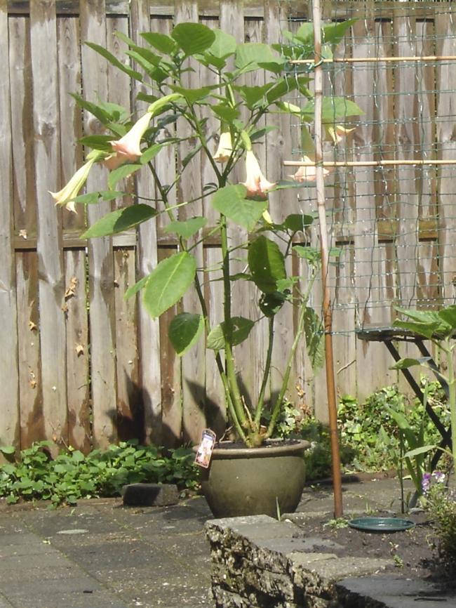 brugmansias149181372439821.jpg