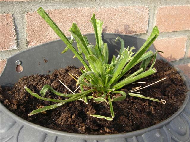 buitendoen-1245-Small63441396543310.jpg