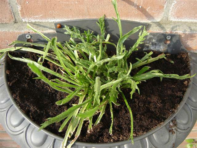 buitendoen-1246-Small13161396543312.jpg