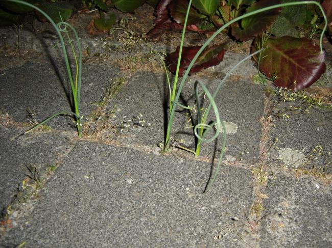 buitendoen13489521367615948.jpg
