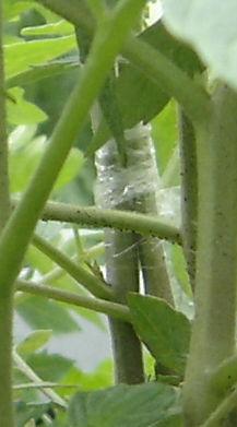 buitendoen1415a61881399566935.jpg