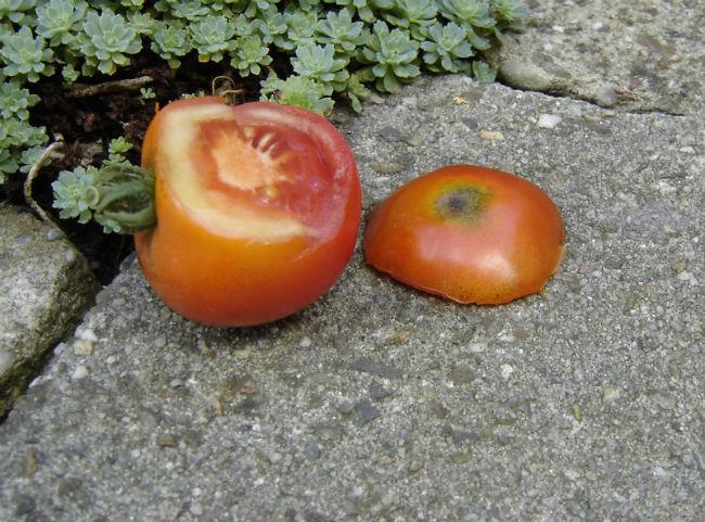 buitendoen78057981379264595.jpg