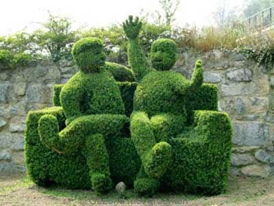 buxus537531402029776.jpg