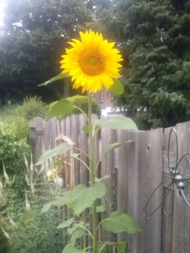 cam0052298921375086670.jpg