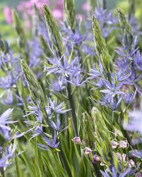 camassia59051363138722.jpg