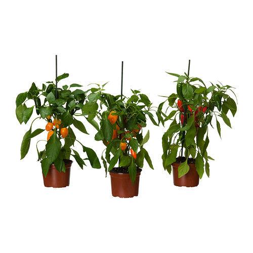 capsicum-annuum-plant0237398PE376781S458021431008864.JPG