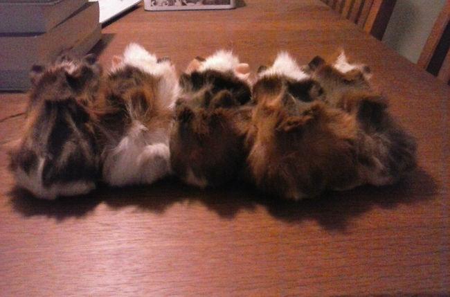 cavia-baby-kontjes-16-1-201637881454867089.jpg