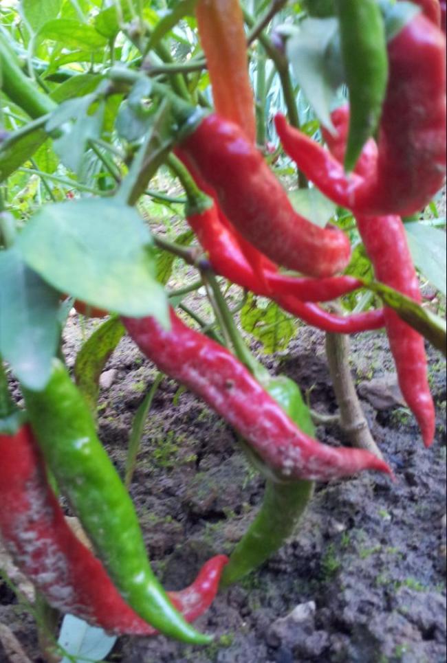 cayenne-sep-201593931443464626.jpg