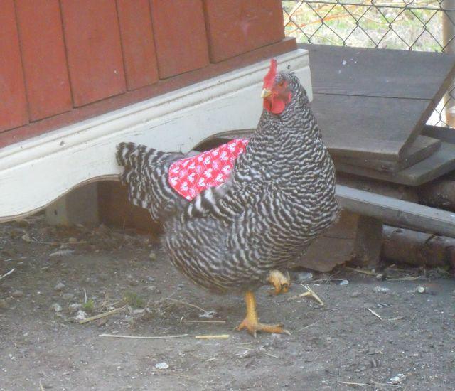 chick-112791366743668.jpg