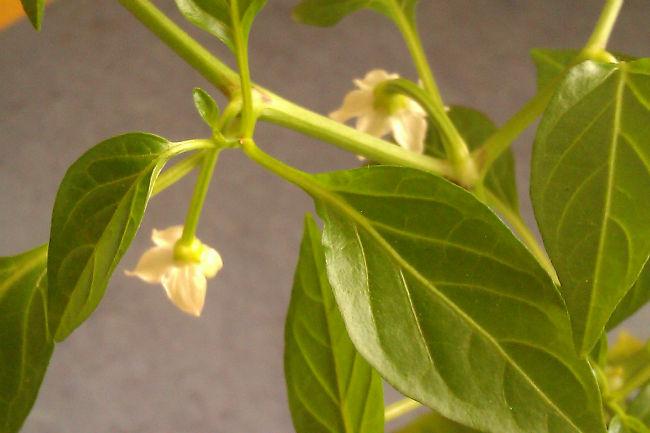 chilipeperbloeit61781392822389.jpg