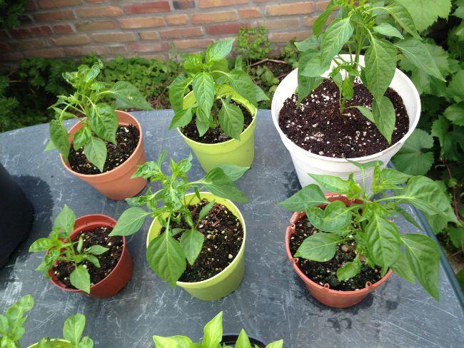 chilli95761561059383.jpeg