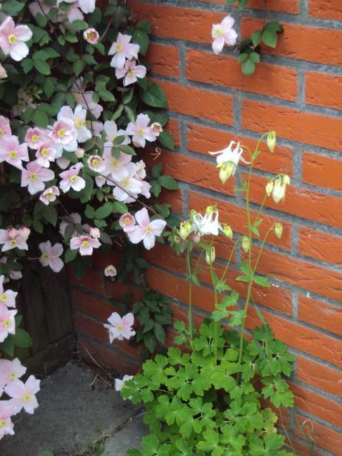 clematis-en-akeleiformaat-wijzigen48611368798846.JPG