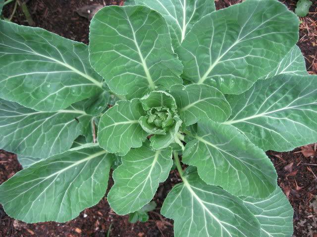 collards56441436089408.jpg