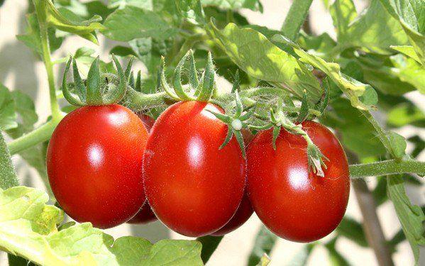 come-innaffiare-i-pomodori88091531322034.jpg