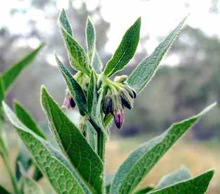 comfrey252641368677227.jpg