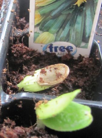 courgette-116721330092560.jpg