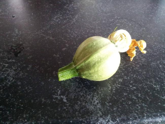 courgette-18-7-1315191374142447.jpg