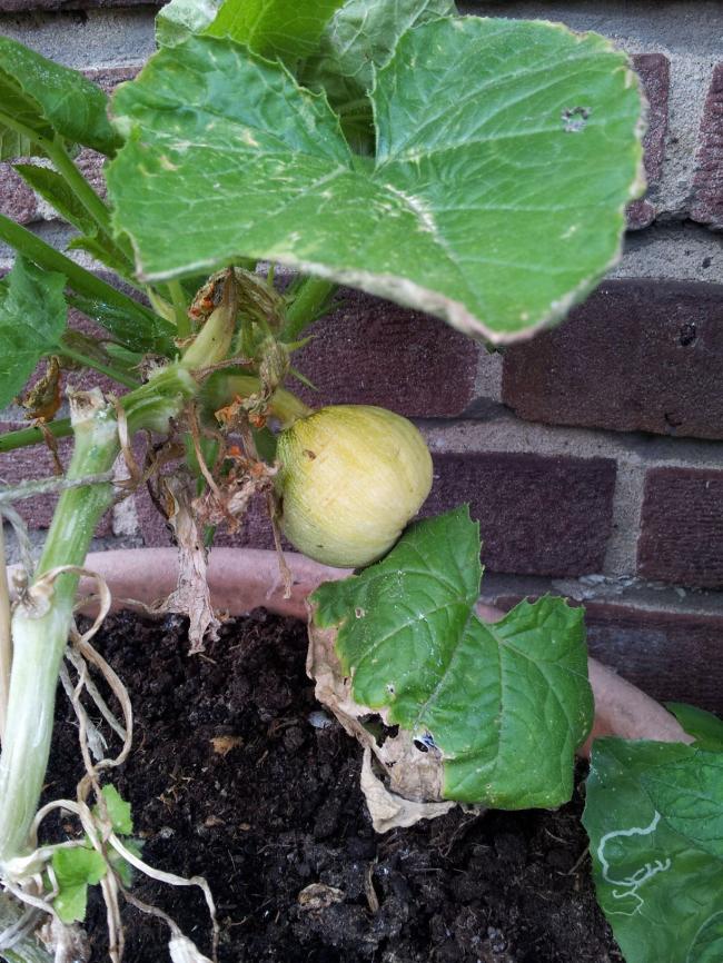 courgette-26-6-1342761372362620.jpg