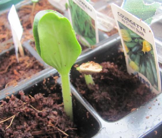 courgette-269661330092575.jpg