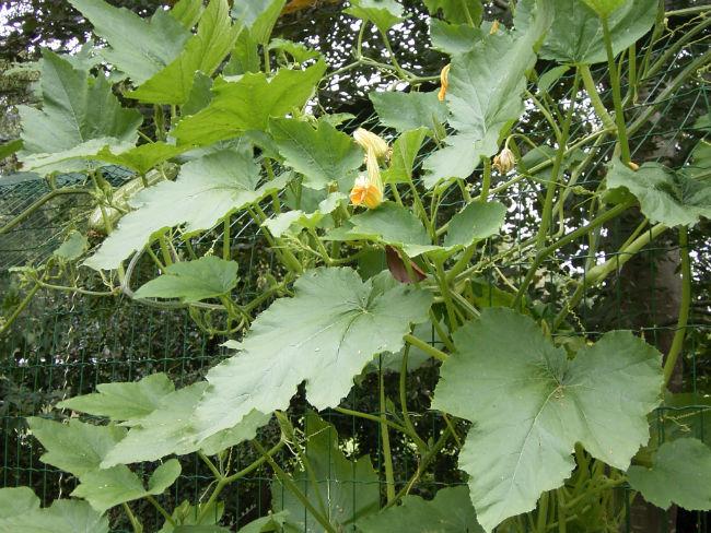 courgette-319141407506220.JPG