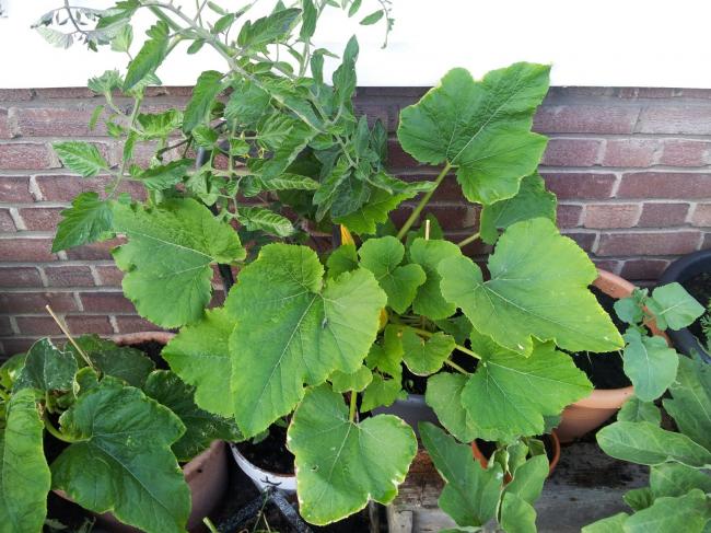 courgette-en-tomaat-in-potten-18-7-13635391374142632.jpg