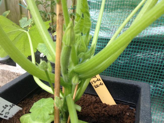 courgette-vrucht92171432737803.JPG